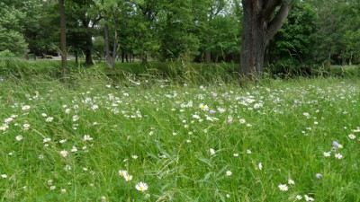 Blumenwiese auf der IGS