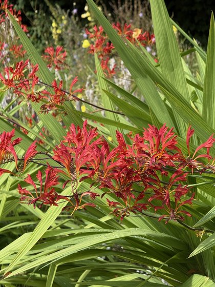 Blumen im Garten des Pfarrhofs Naturerlebnisraum Schönwalde